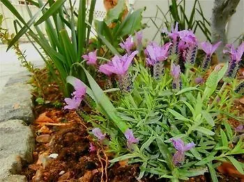 Cordis Apartament Split